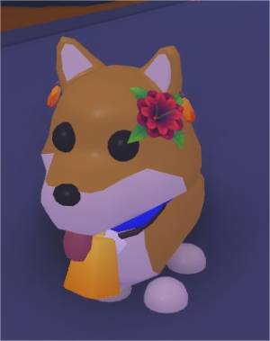 Shiba Inu adopt me